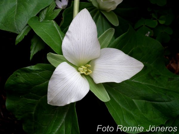 chloropetalum alba